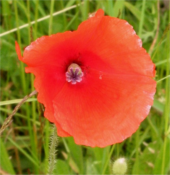 Blindeyes photo 5