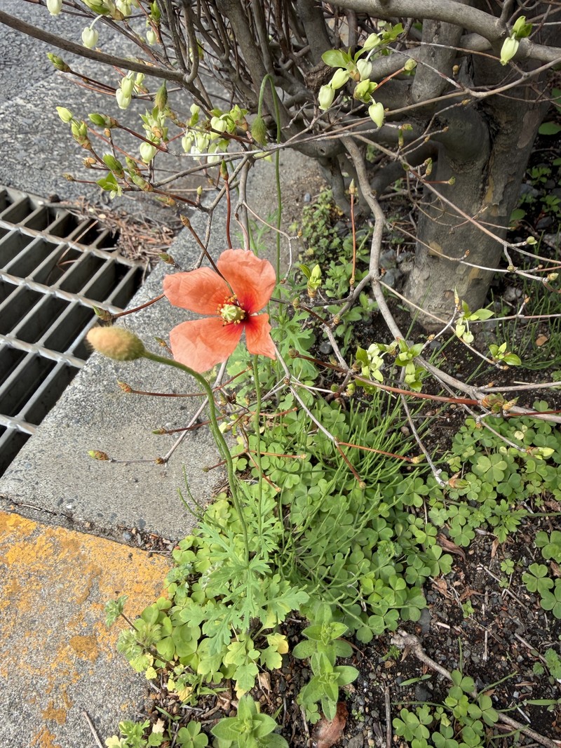 Papaver dubium subsp. dubium photo 2