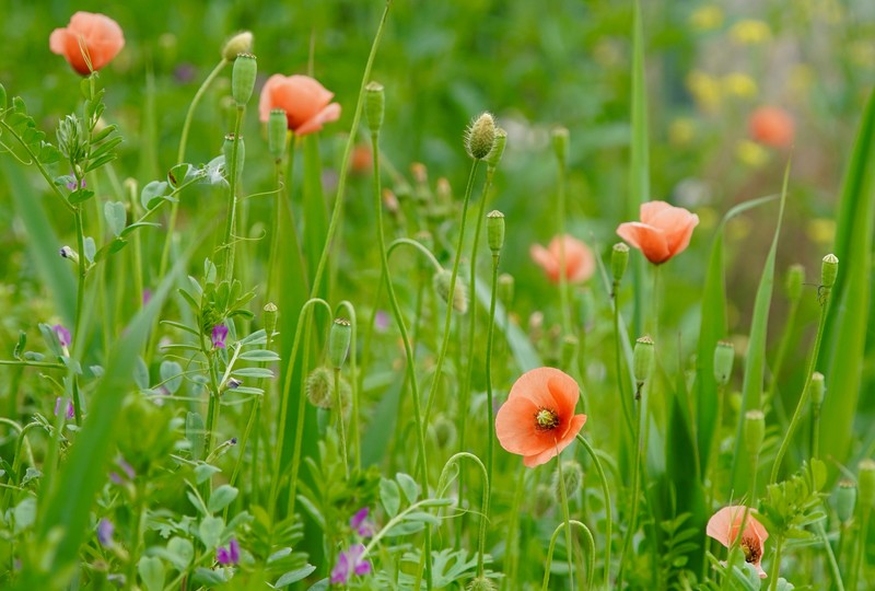 Papaver dubium subsp. dubium photo 3