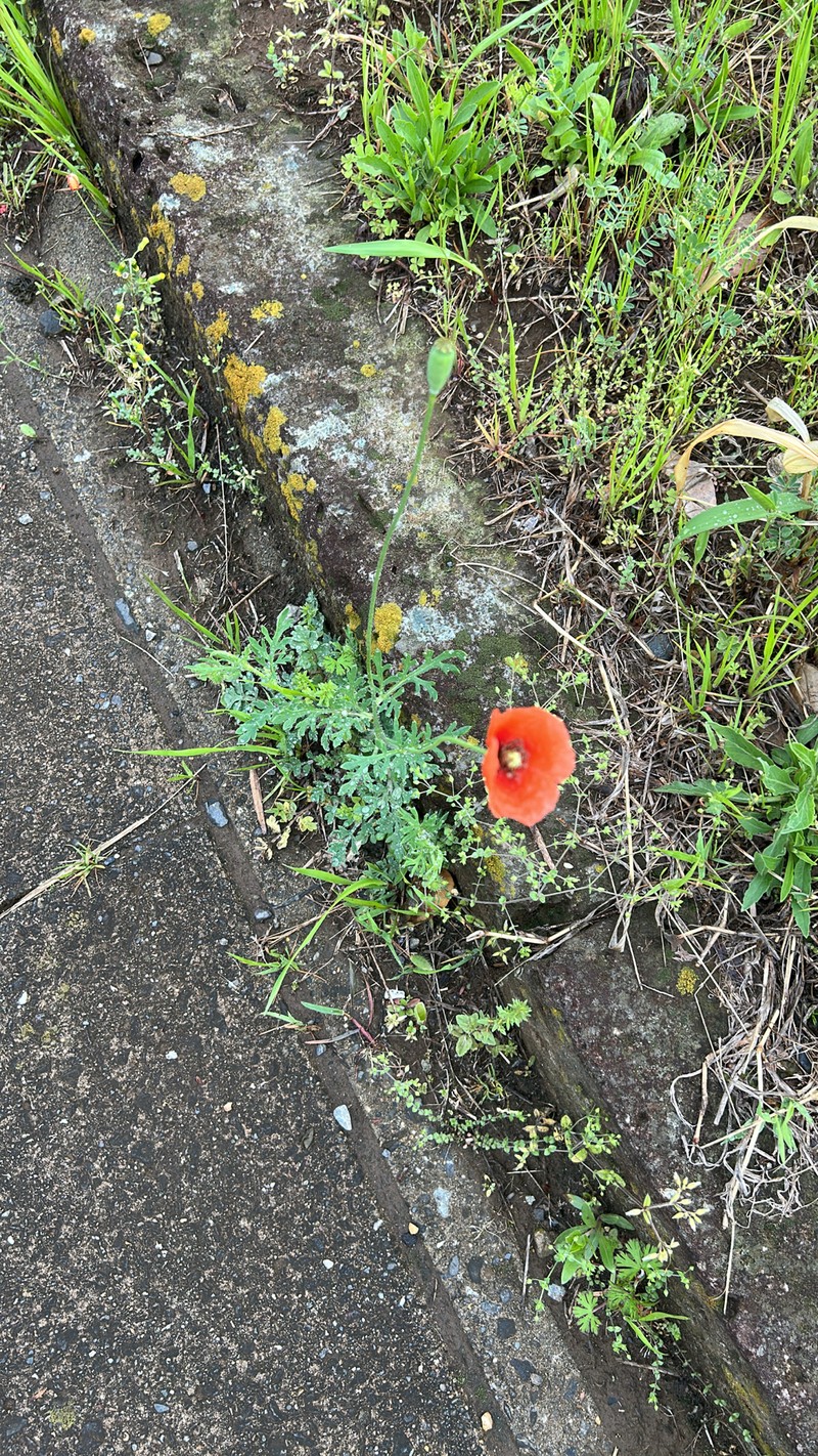 Papaver dubium subsp. dubium photo 4