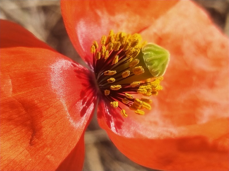 Papaver dubium subsp. dubium photo 5