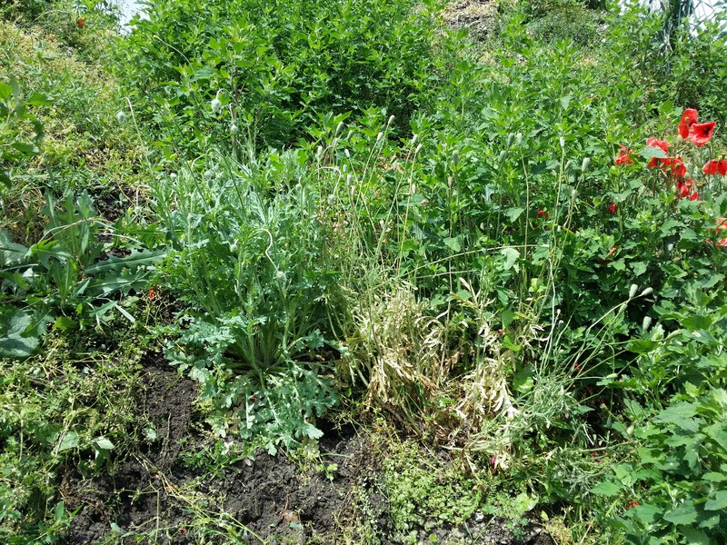 Papaver dubium subsp. dubium