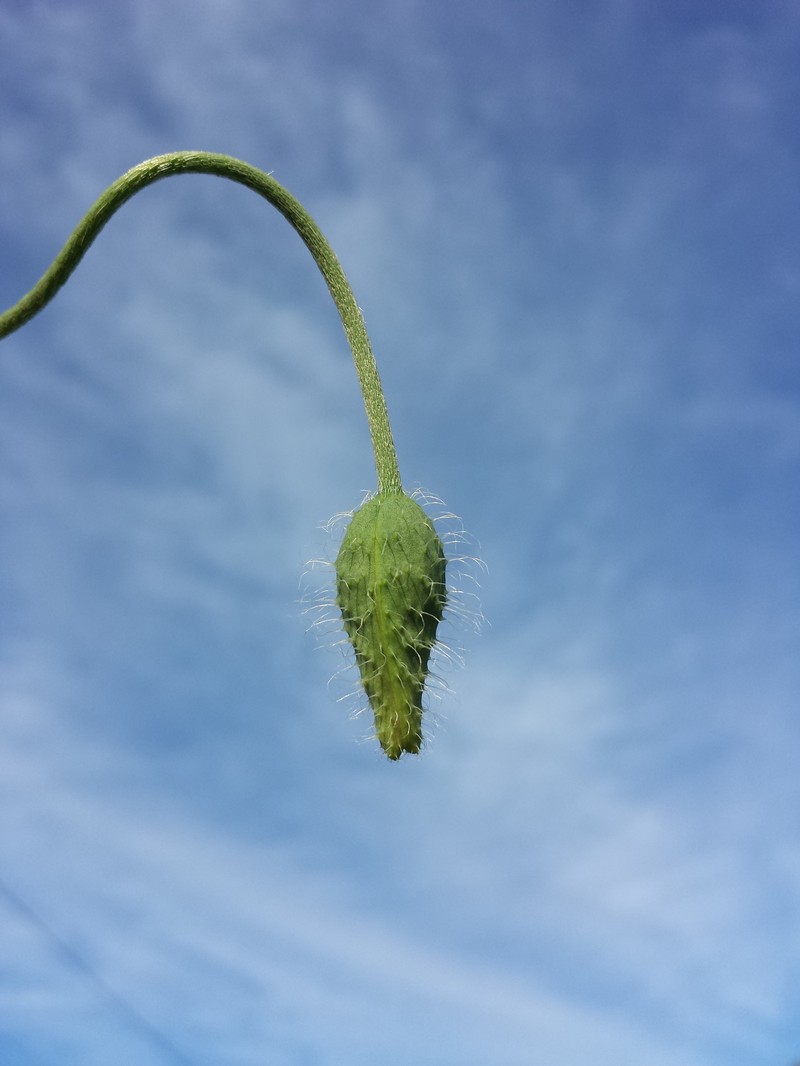 Papaver dubium subsp. dubium photo 7