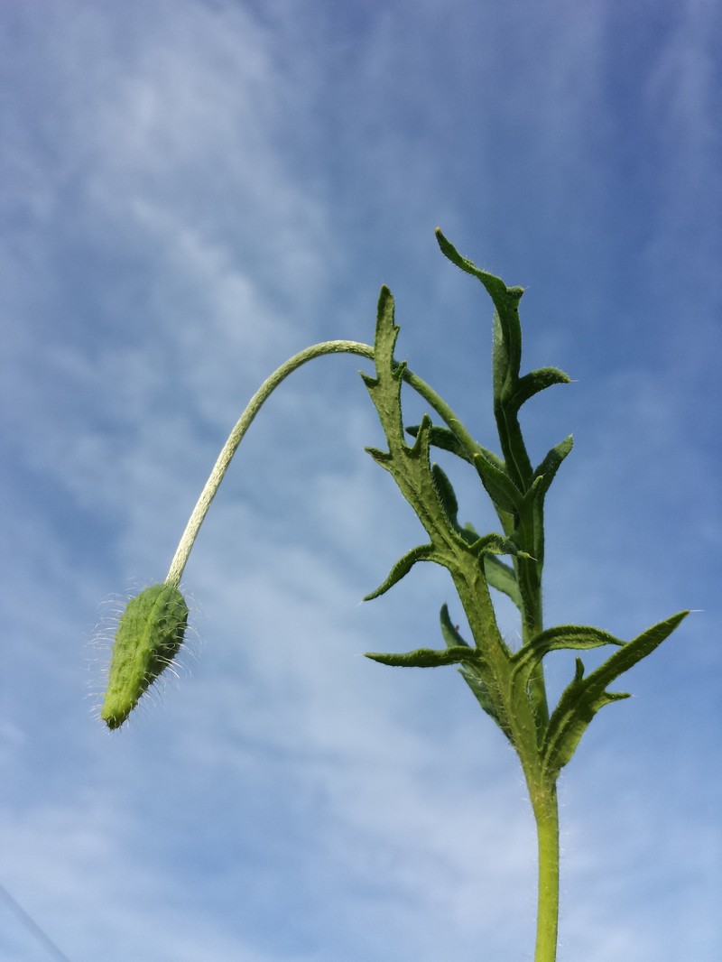 Papaver dubium subsp. dubium photo 8