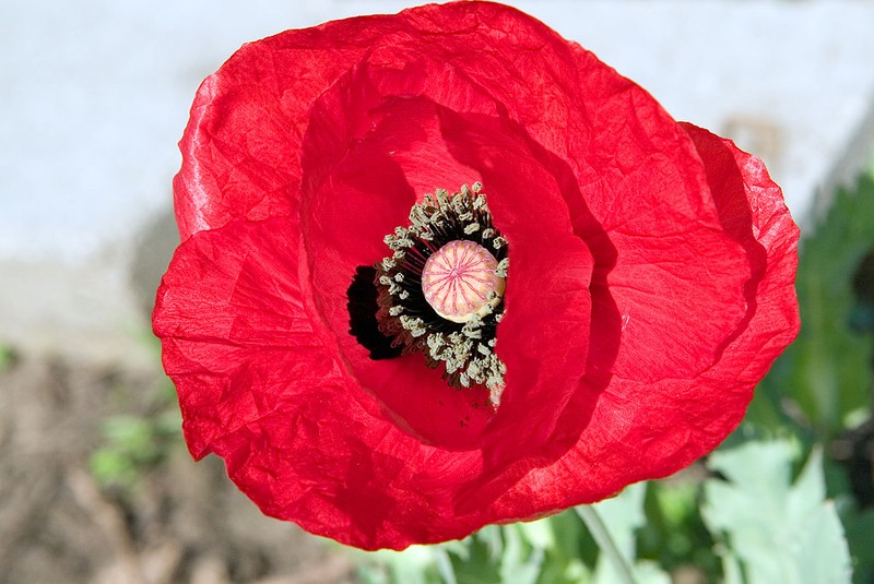 Tulip Poppy