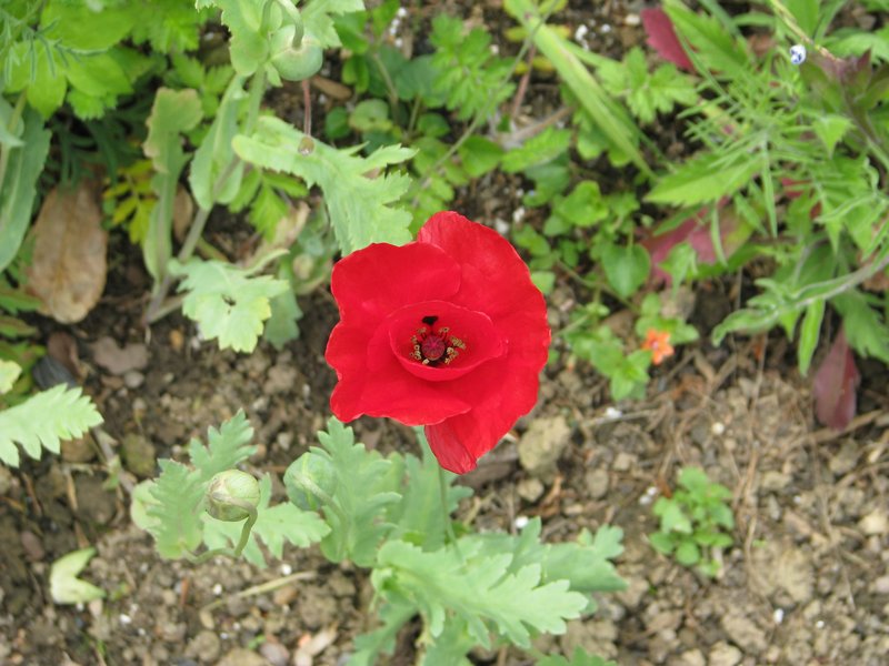 Tulip Poppy photo 2