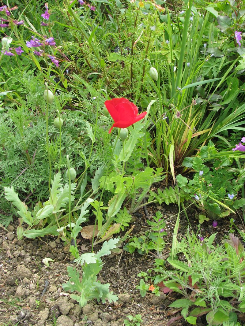 Tulip Poppy photo 3