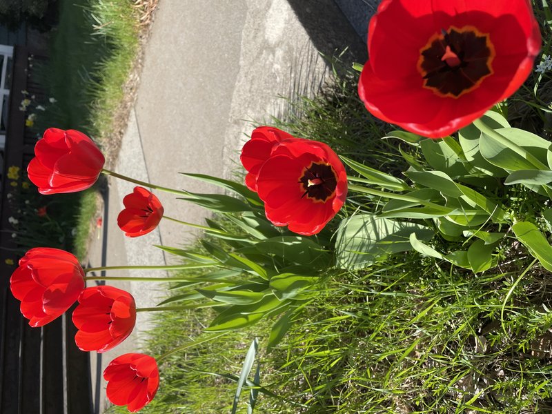 Tulip Poppy photo 6