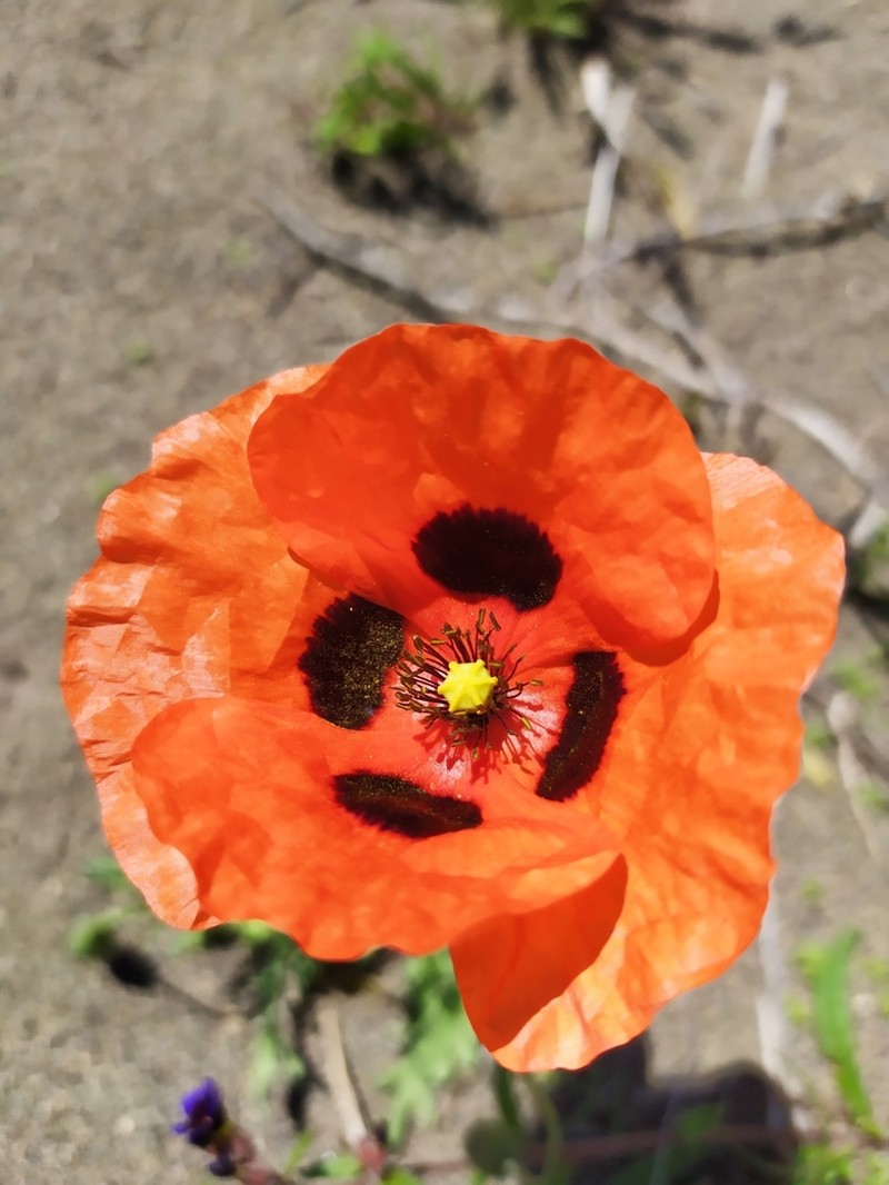 Papaver gorovanicum