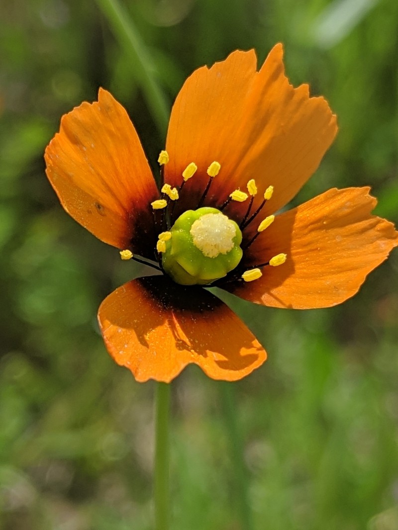 Windpoppy