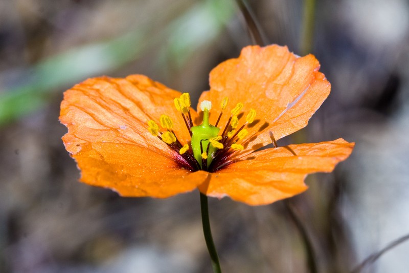Windpoppy photo 2
