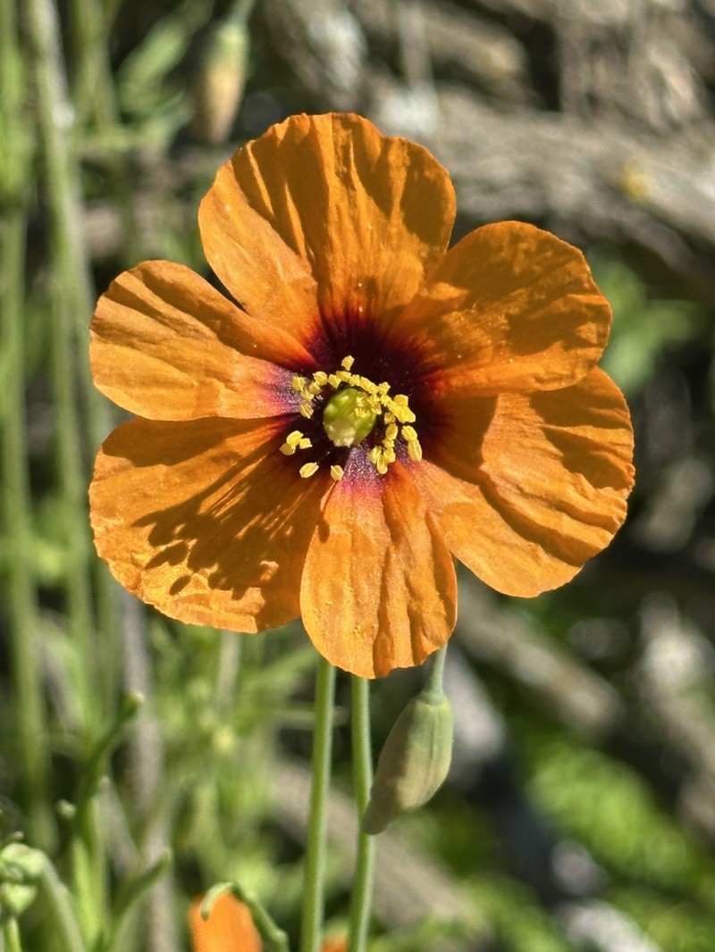 Windpoppy photo 3