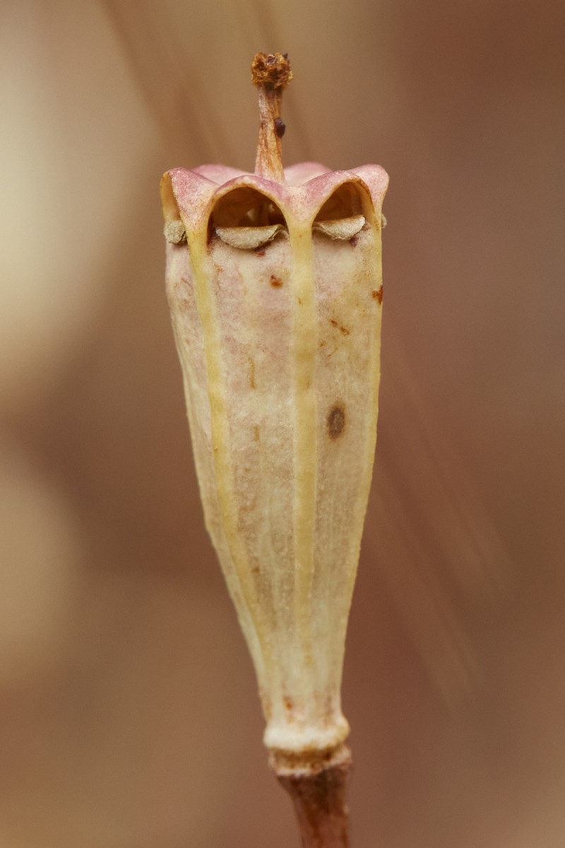 Windpoppy photo 4