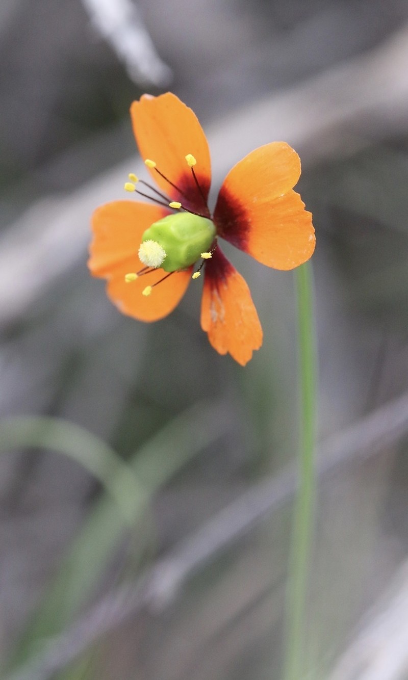 Windpoppy photo 5