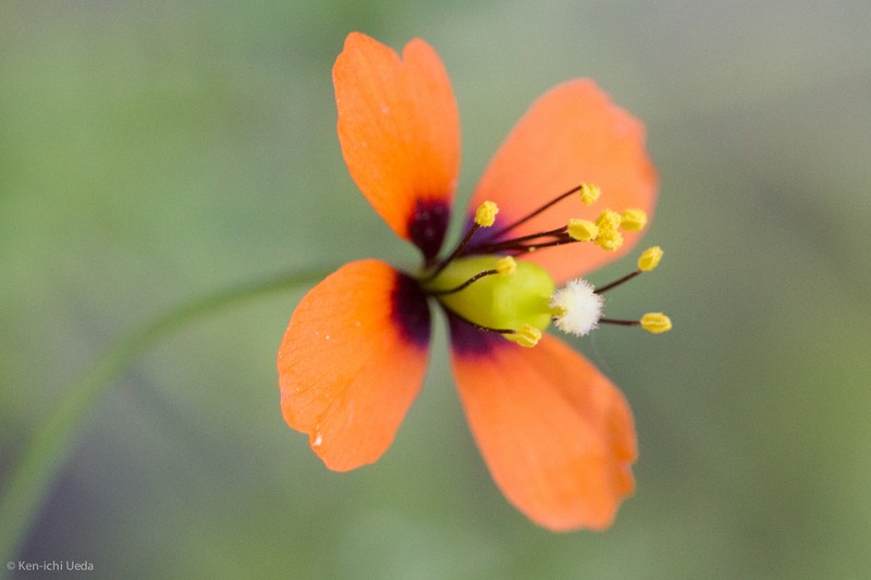 Windpoppy photo 6
