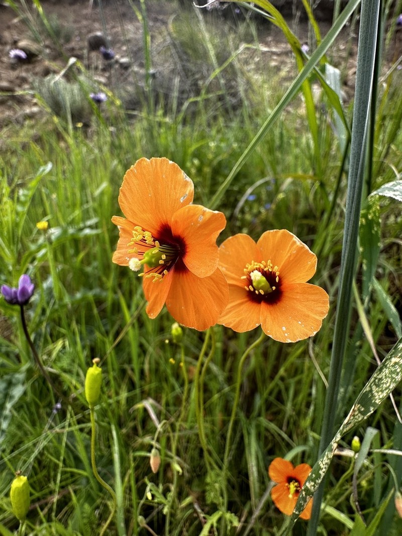 Windpoppy photo 7