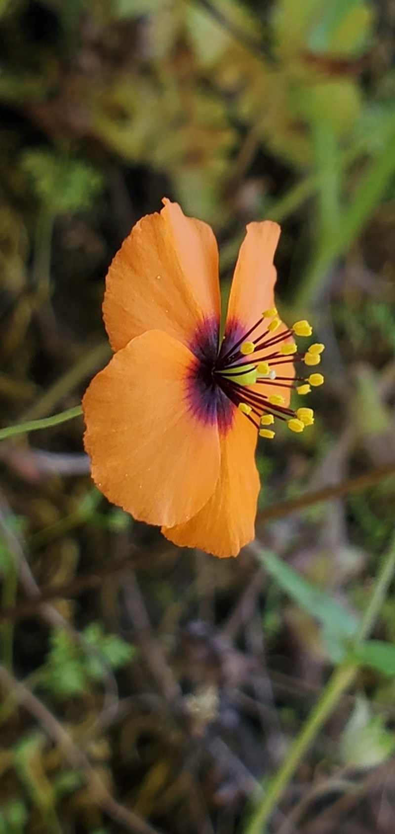 Windpoppy photo 8