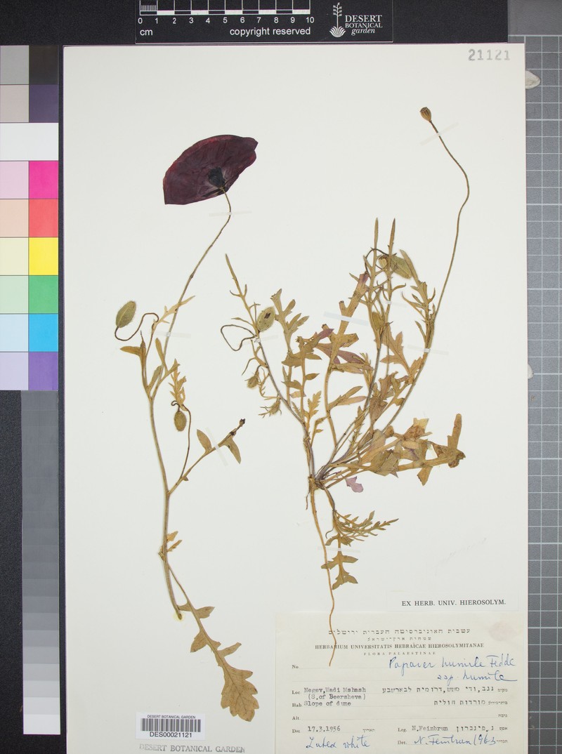 Papaver humile subsp. humile