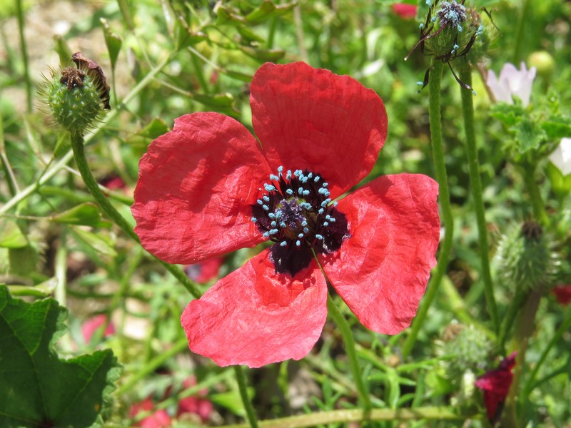 Round Pricklyhead Poppy photo 2