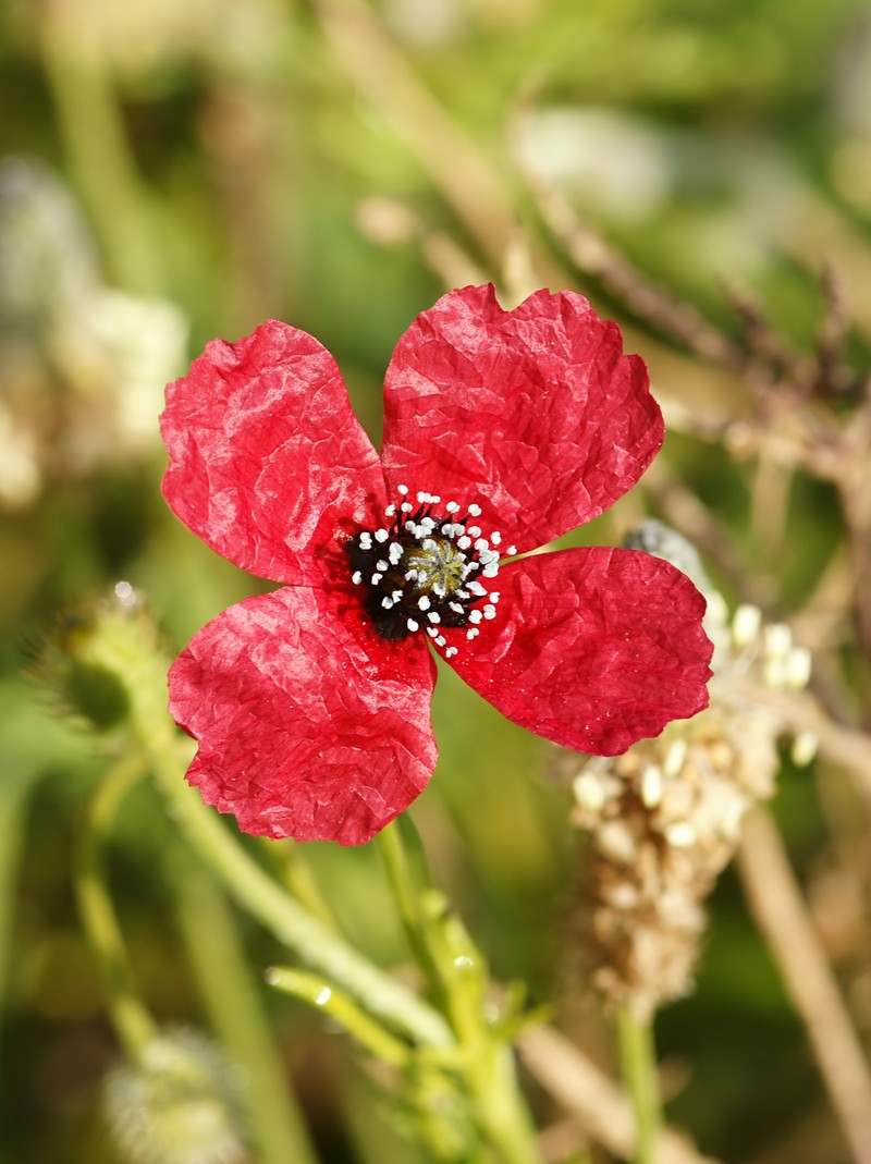 Round Pricklyhead Poppy photo 3