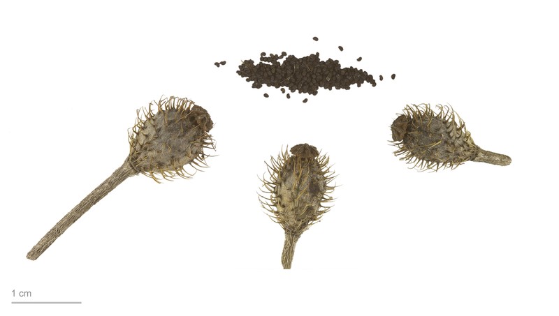 Round Pricklyhead Poppy photo 4