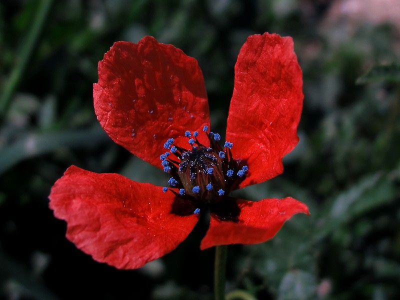 Round Pricklyhead Poppy