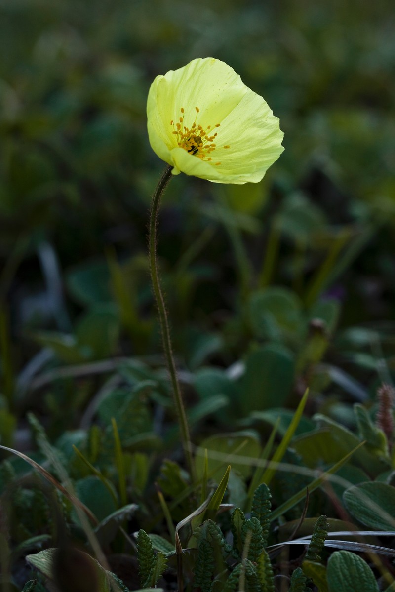Lapland Poppy photo 4