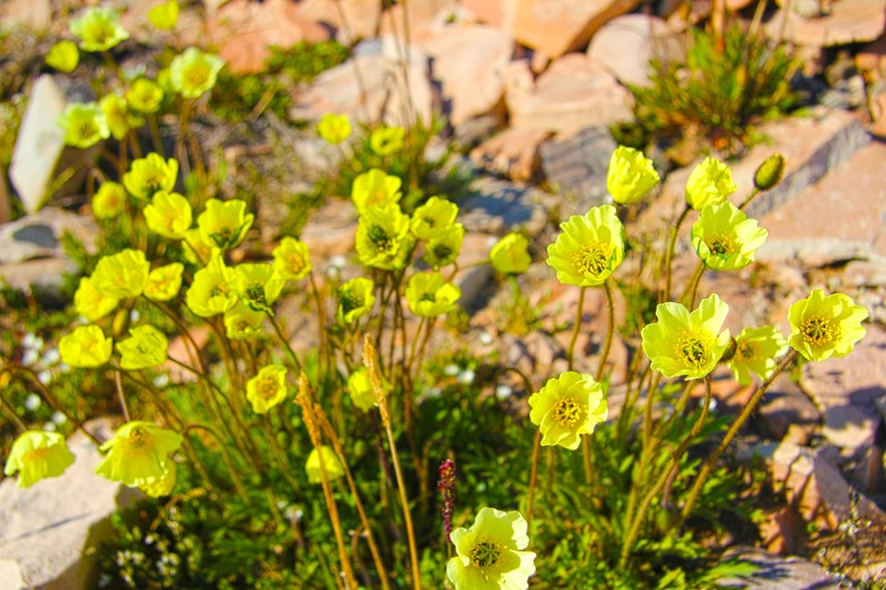 Lapland Poppy photo 2