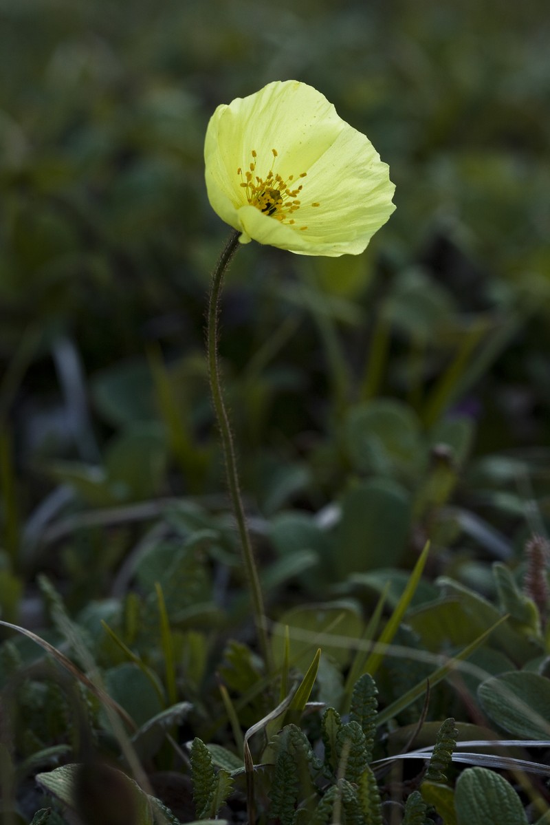 Lapland Poppy photo 3