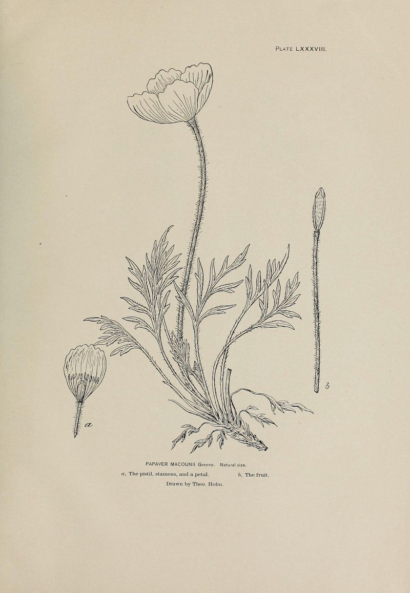 Macoun's Poppy photo 2