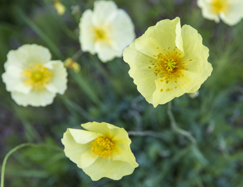 Macoun's Poppy