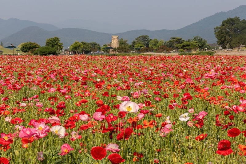 Icelandic Poppy photo 2