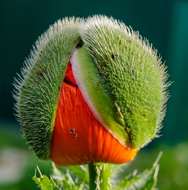 Oriental Poppy photo 2