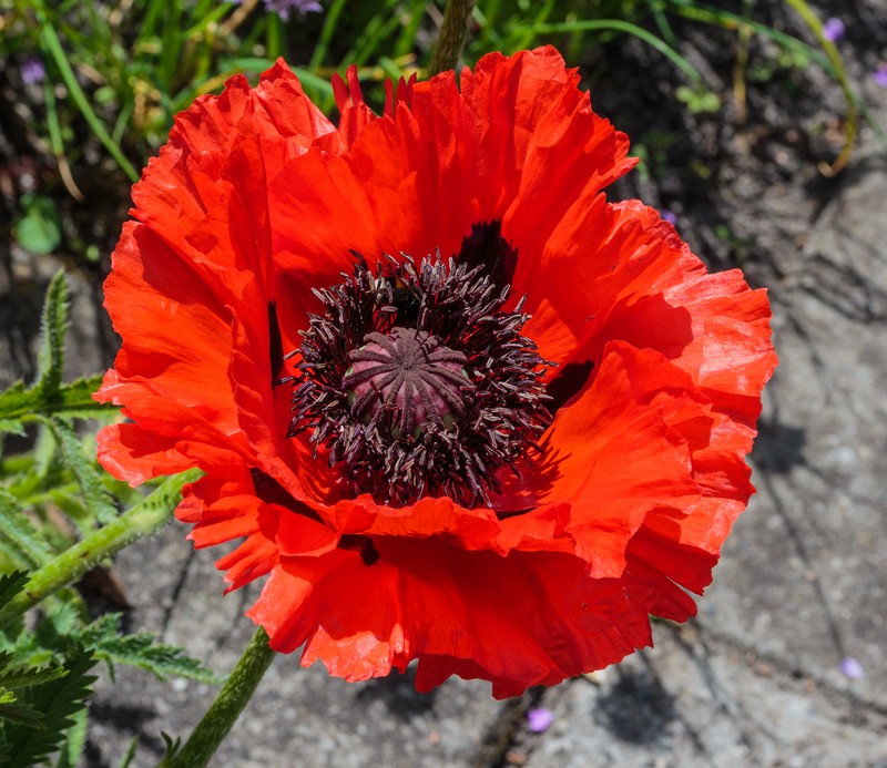 Oriental Poppy photo 4