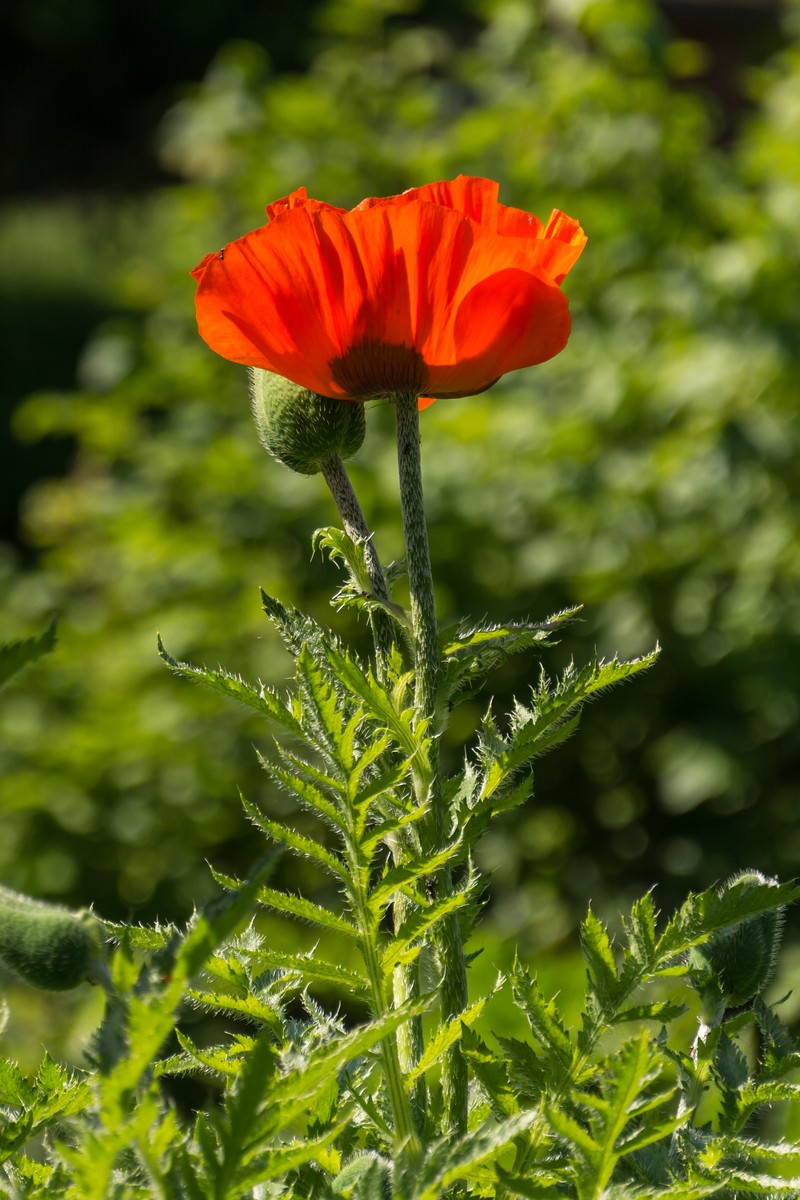 Oriental Poppy photo 3