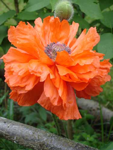 Oriental Poppy photo 5