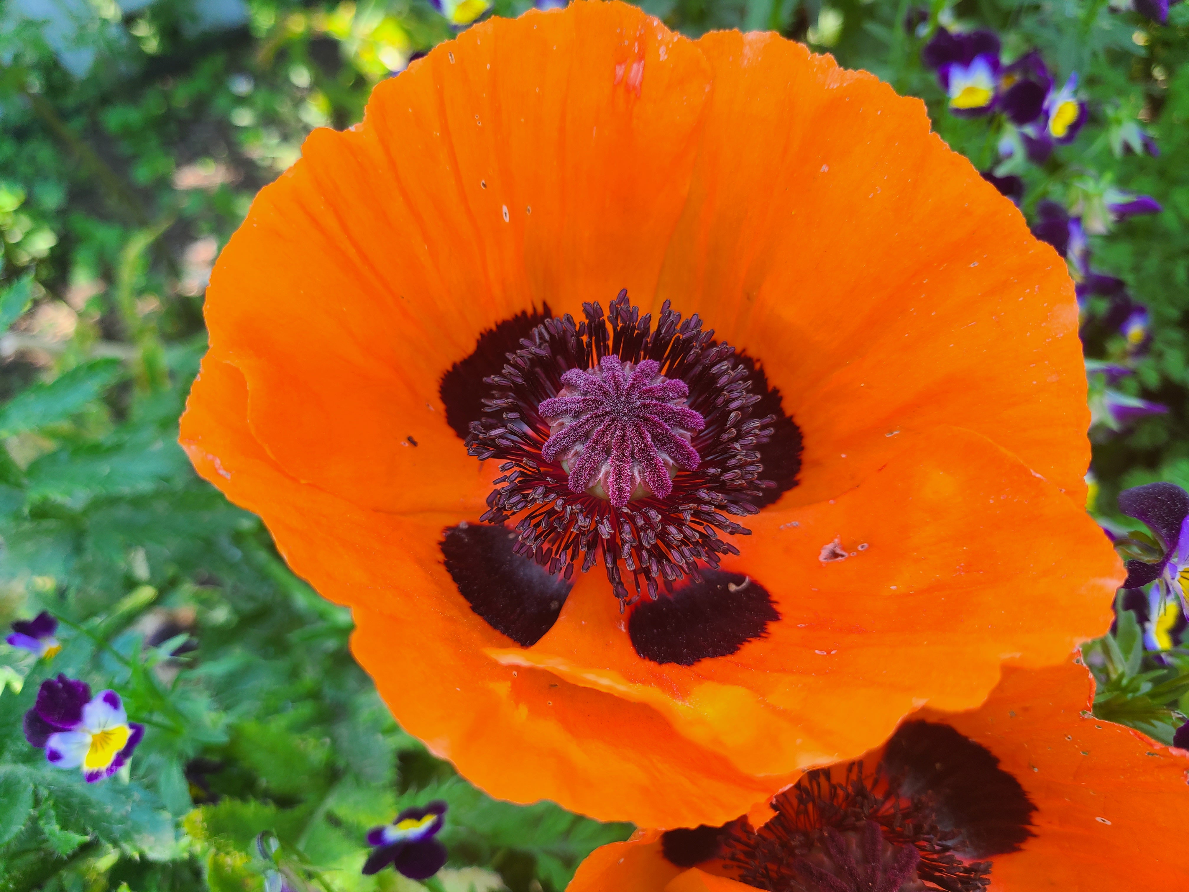 Oriental Poppy photo 6