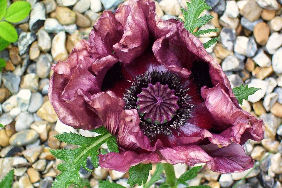 Oriental Poppy photo 7