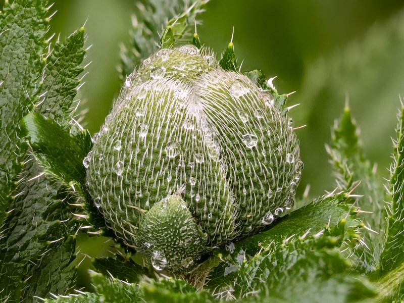 Oriental Poppy photo 8
