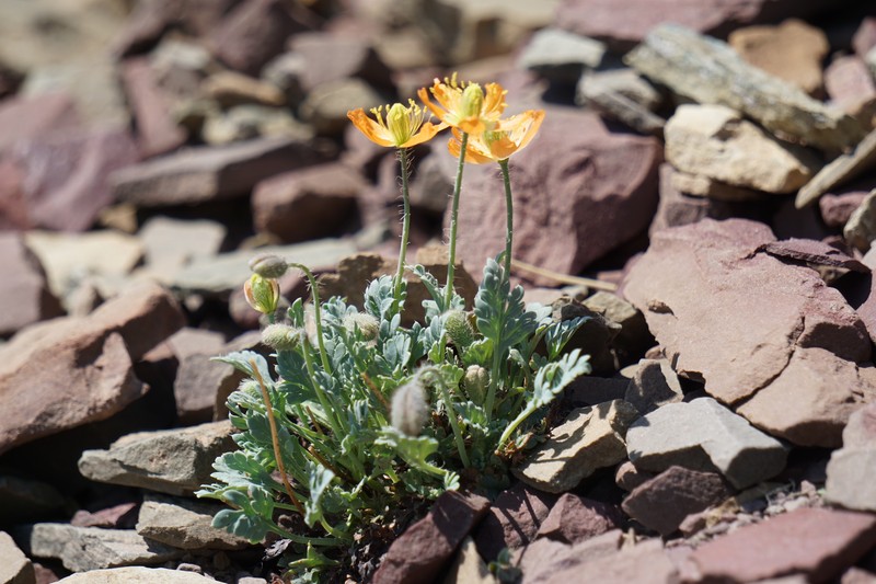 Alpine Poppy photo 2