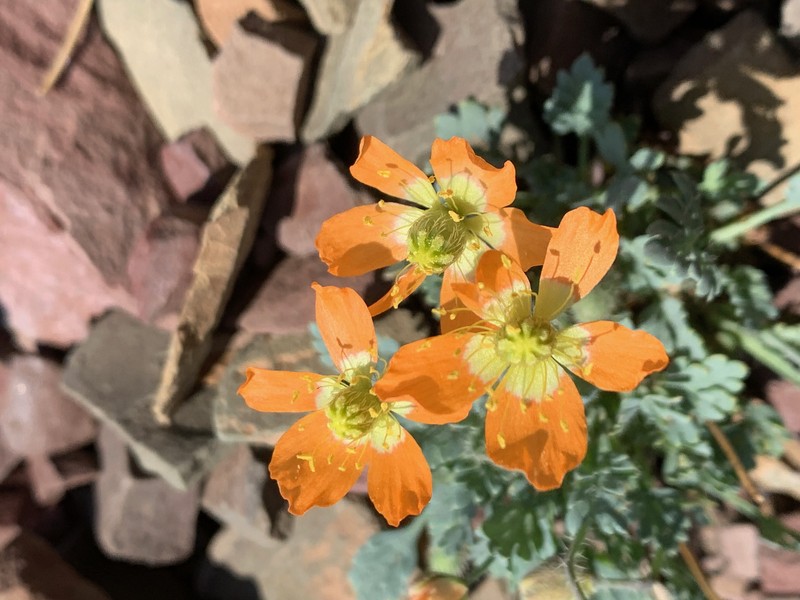 Alpine Poppy photo 3