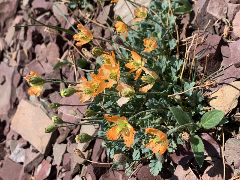 Alpine Poppy photo 4
