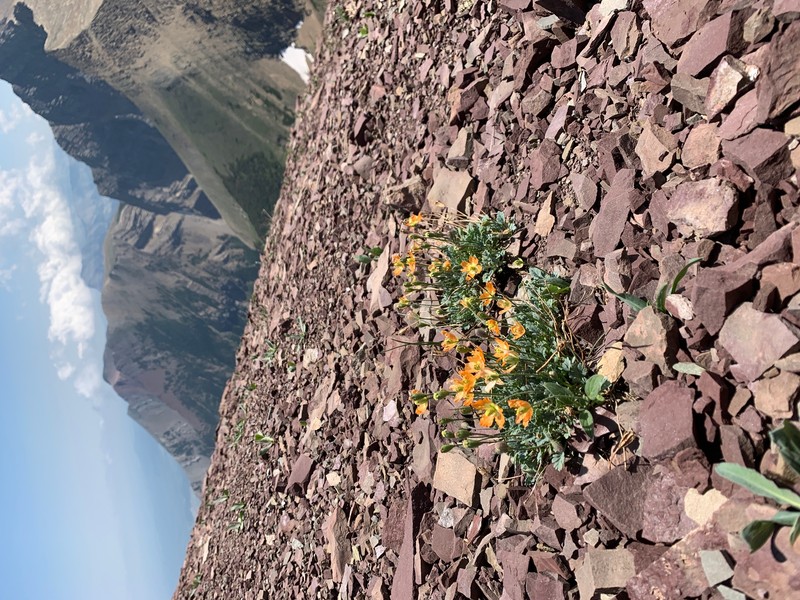 Alpine Poppy photo 5