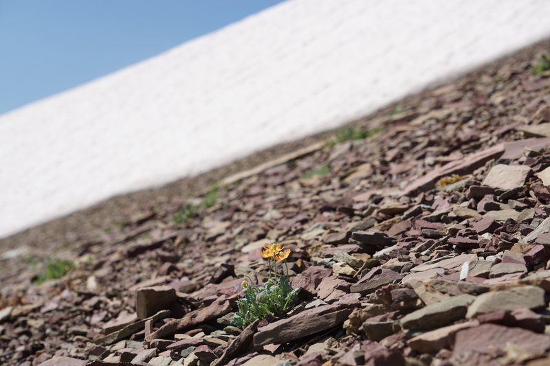 Alpine Poppy photo 6