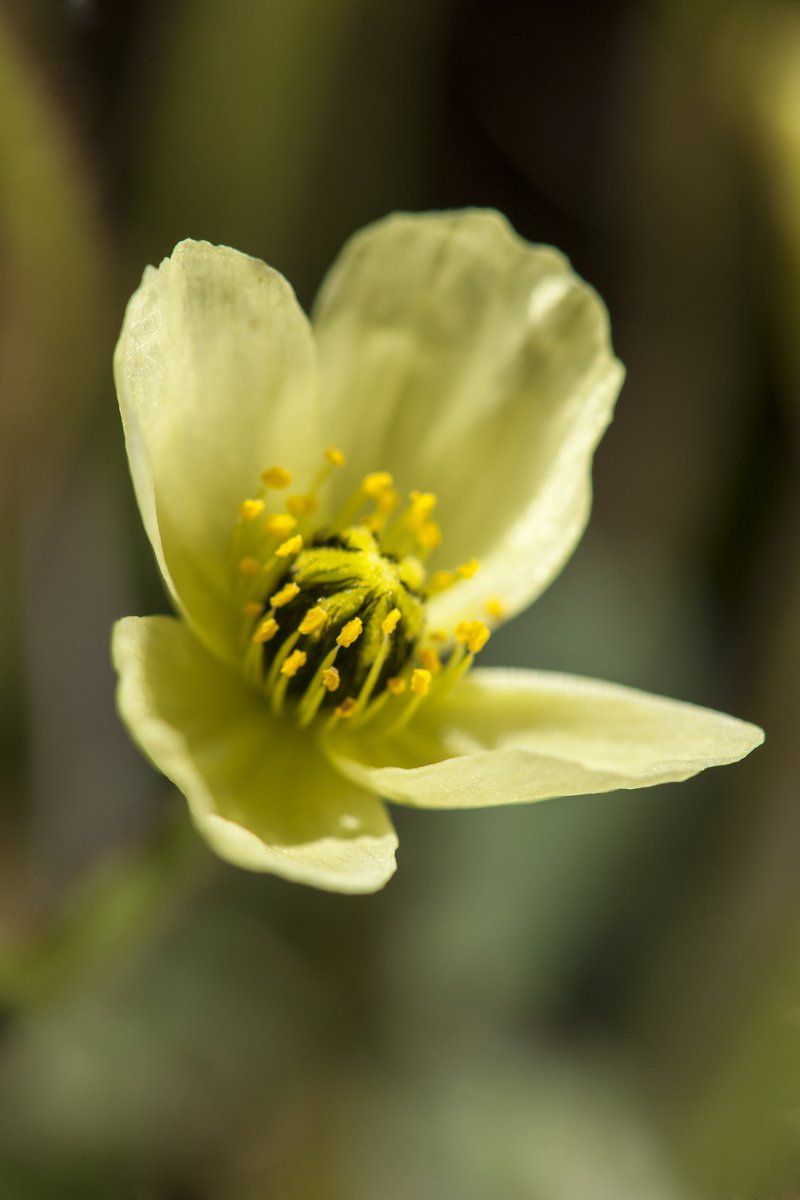 Rooted Poppy photo 4