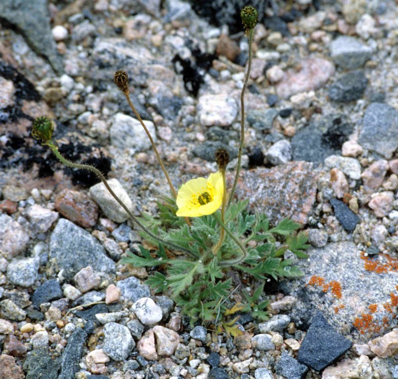 Rooted Poppy photo 5