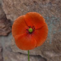 Corn Poppy