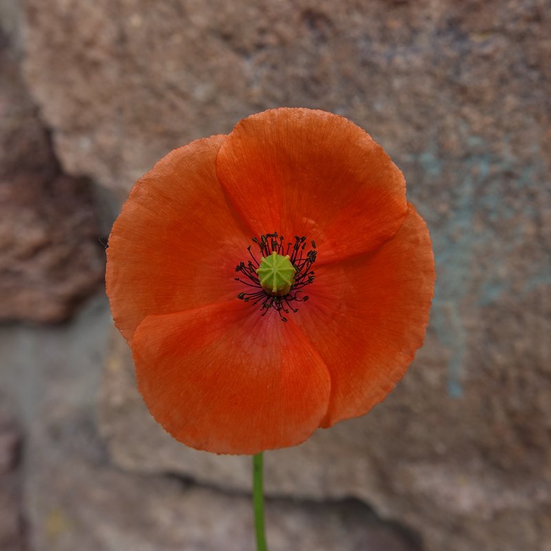 Corn Poppy