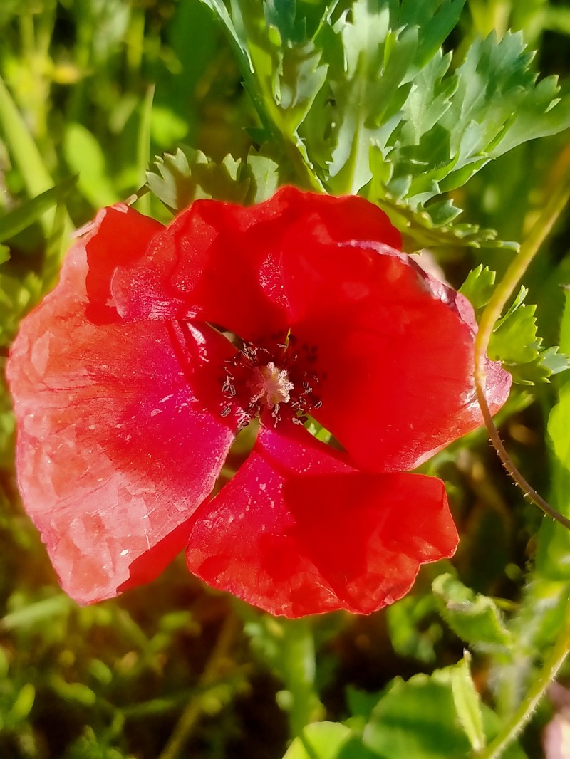 Papaver rhoeas subsp. rhoeas