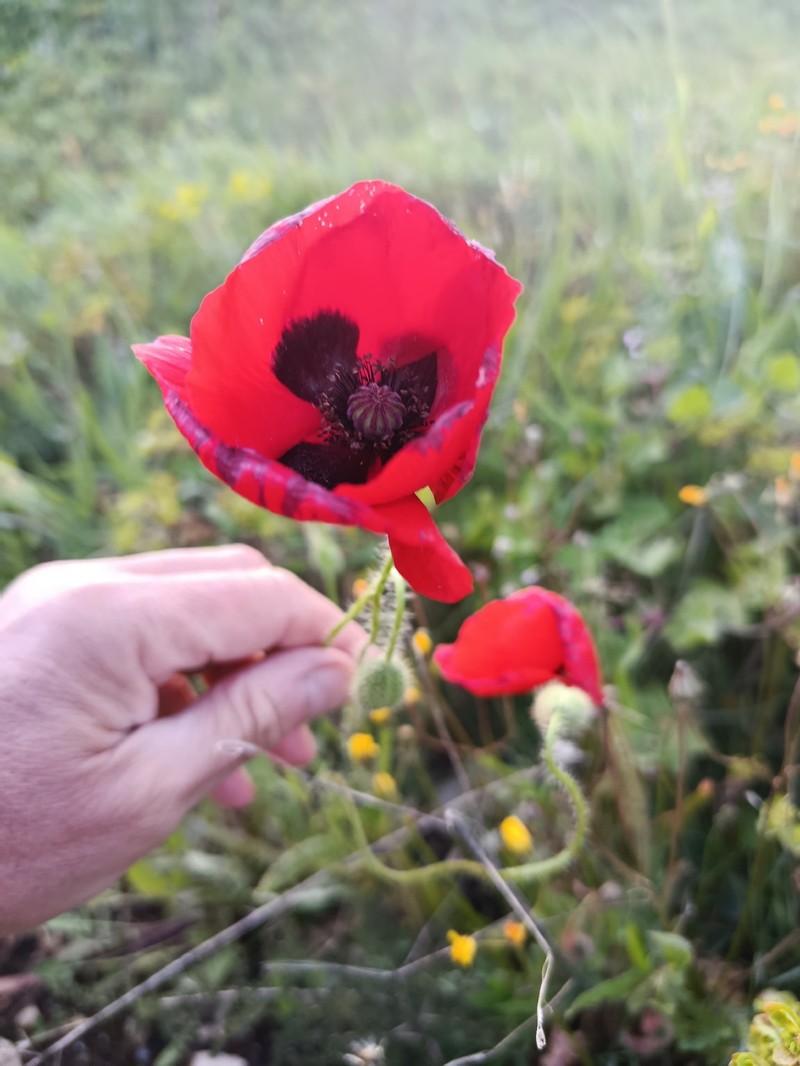 Papaver rhoeas subsp. rhoeas photo 2